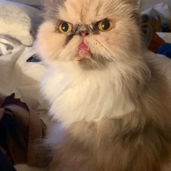 Meet your Posher, San - Picture 4 of 7